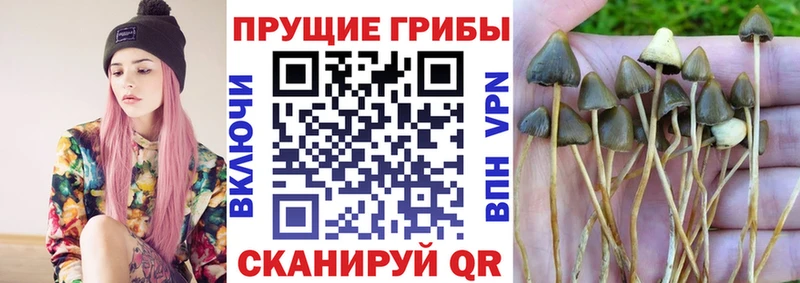 Галлюциногенные грибы Cubensis  Осинники 